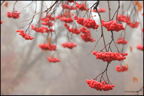Red Berries in Fog by Mark Payton