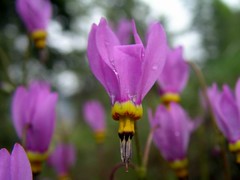 kootenay wildflowers
