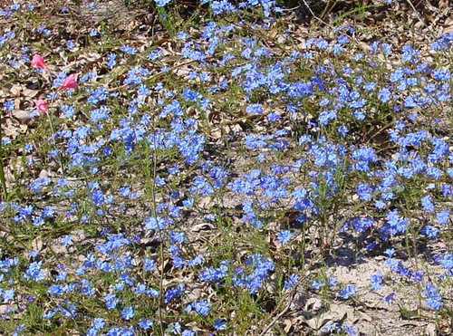 Blue Ground Cover 55