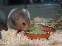 Hamster Theo