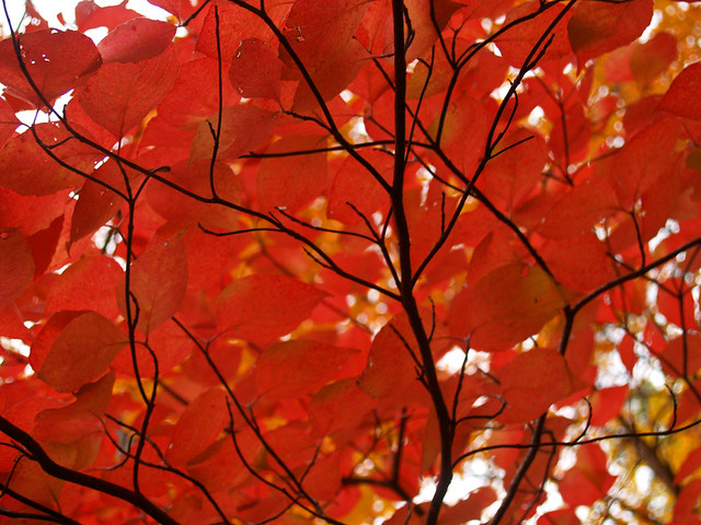 Fall colors detail