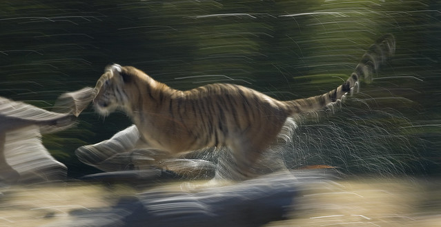 Tiger Chase by Tancread, on Flickr