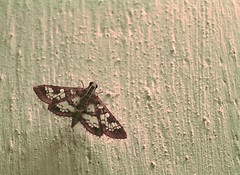 Patterned brown moth