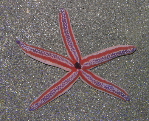 Phataria unifascialis from the Pacific coast of Panama