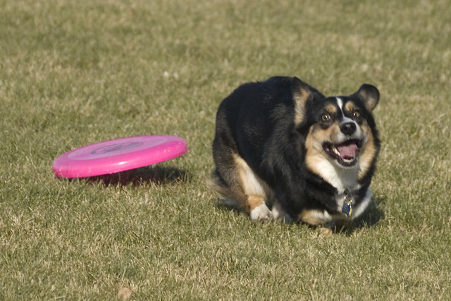 I love playing Frisbee!!
