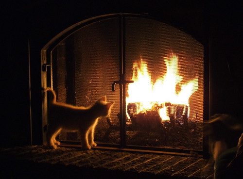 Cat and fire