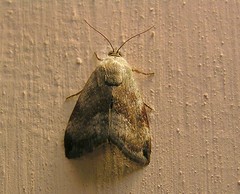 Brown and black moth