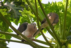 A pair of doves preening in a papaya tree
