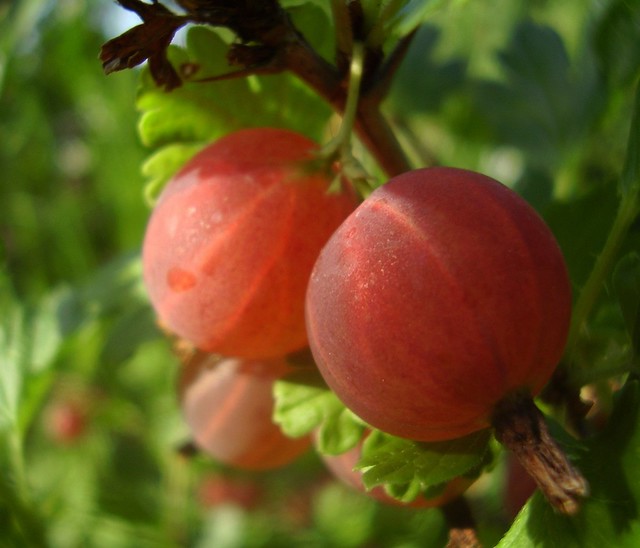 Ribes uva-crispa ´Hinnonmäki Red´ Goose-berries