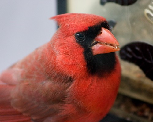 Fat Cardinal 52