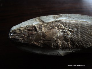 Fossil fish  / Peixe fóssil ..... DSCF3542a