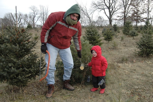 day 883: 'tis the season for felling poor, defenseless christmas trees.