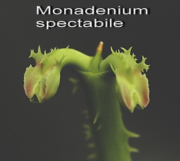 Monadenium spectabile. by graftedno1