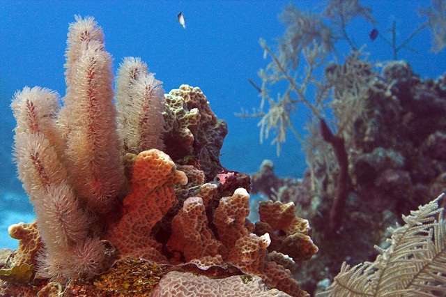 Underwater Scenes -- Cayman Islands