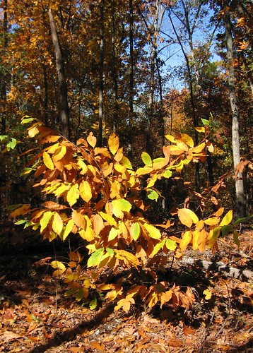 American chesnut (Castanea dentata), unblighted at this age