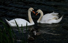 Swans and other waterfowl