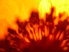 Favorite Flower Abstracts