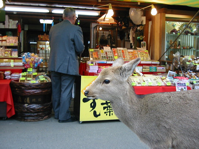 Cute Nara Deer