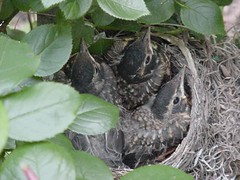robin's nest June 8, 2005