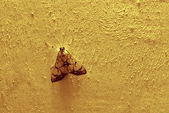 Stippled cream moth