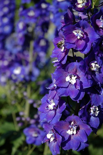 Purple flower  Bee, Golden Gardens, Seattle, WA by Wonderlane