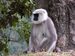 Monkey in Bhutan