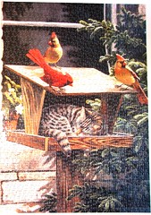 Cats with Birds / Katzen und Vögel