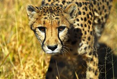 Cheetah Conservation Fund, Namibia