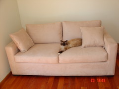 Sofa & cat por alfson