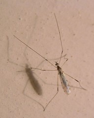 A long legged insect