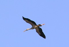 Open billed stork