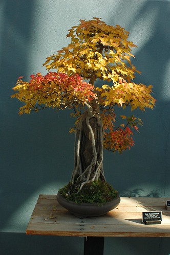 Acer buergerianum, Bonsai, Root over rock style (Sekijoju), Brooklyn Botanic Garden by Flatbush Gardener
