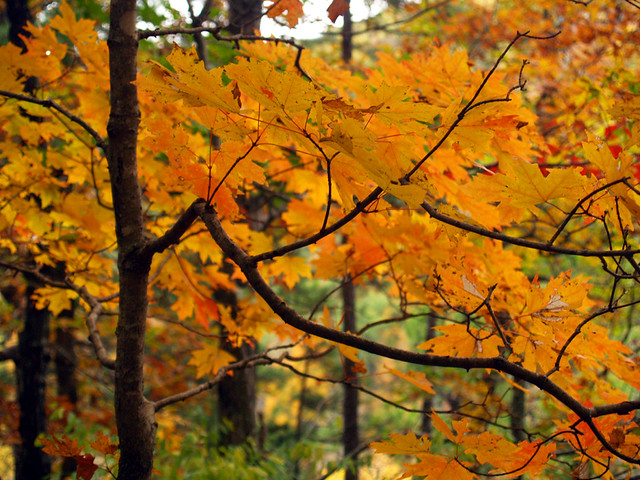 Fall color close-up