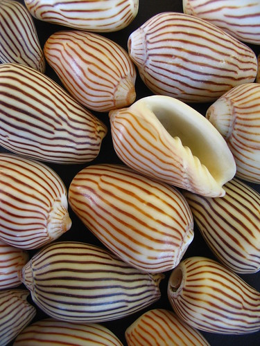 zebra volute shells by *omnia*