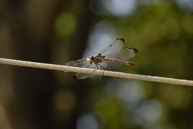 Dragonfly_0164