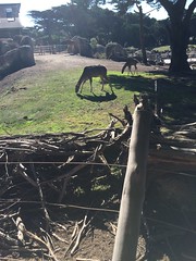 San Francisco Zoo Nov 7 2015