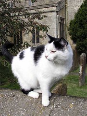 Chesterton (Church Cat)