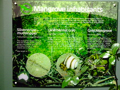 Animals: Land Hermit Crab in mangrove enclosure