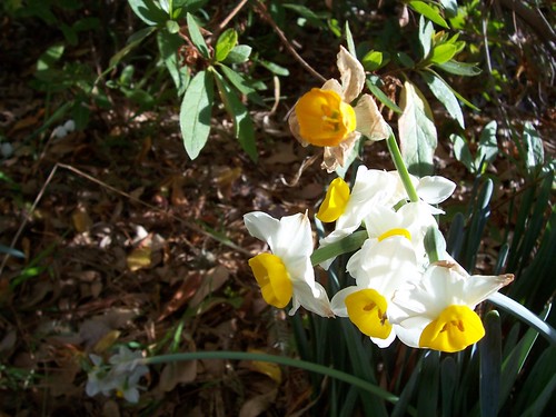 First Daffodils 2007 - PaD 2/3/07