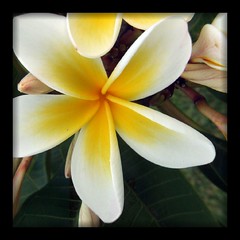 flowers: frangipani