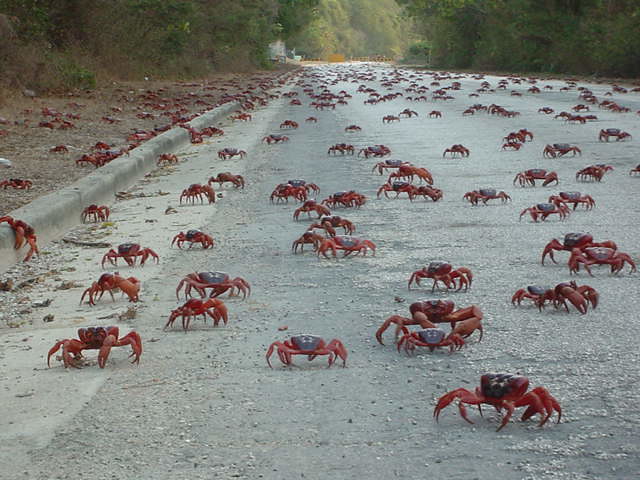 Red crab empire