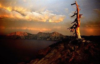 dead tree at crater lake