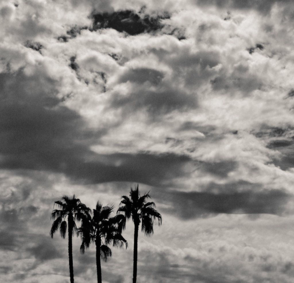 Palm Trees and Cactus, Three Palms and Clouds, 2006