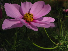 Flower - Cosmos