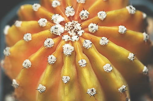 Echinopsis dehrenbergii by graftedno1