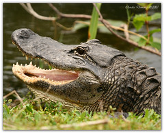 Wildlife of the Everglades