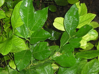 hojas mojadas