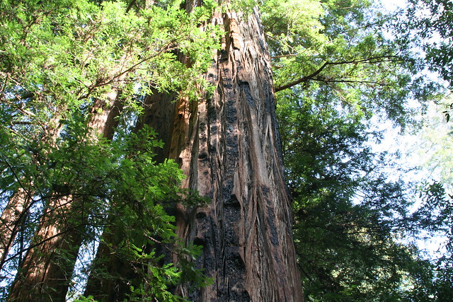 pacific redwood