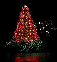 Bellevue Botanical Garden d'Lights