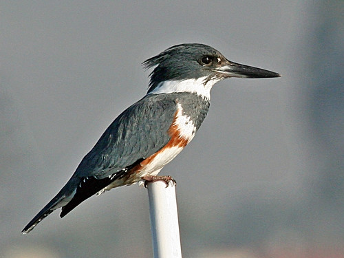Image of a Belted Kingfisher, imspiration for Marie Cole's basket, 'Kingfisher'